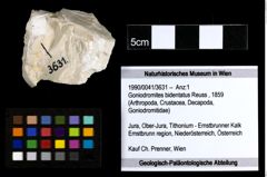 Foto (Objekt + Etiketten) von Goniodromites bidentatus (Reuss, 1859) 